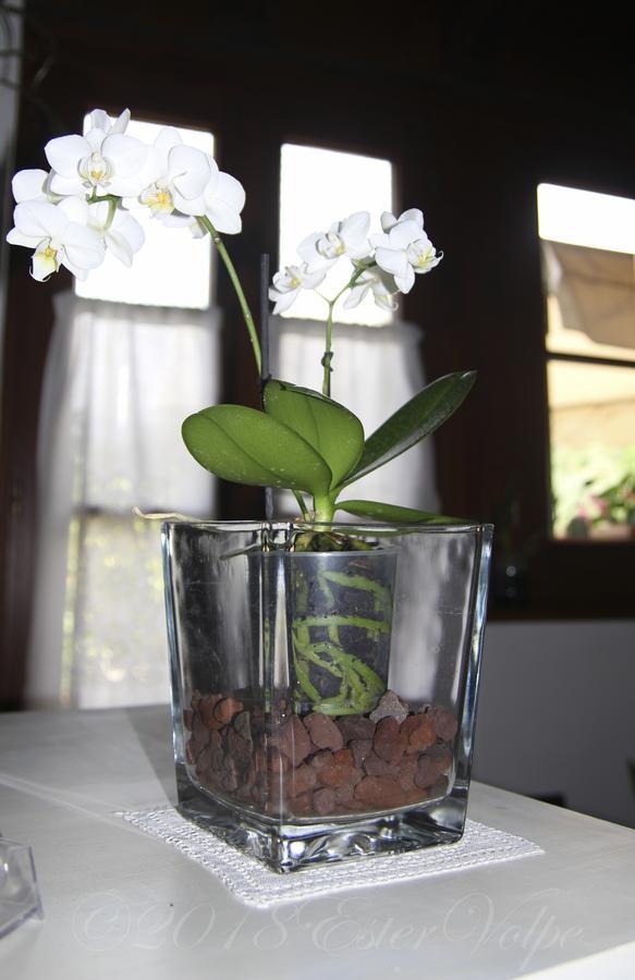 Bed & Breakfast Ca' Di Vissai Arnasco Ngoại thất bức ảnh